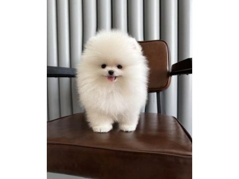 Beyaz lokum pomeranian