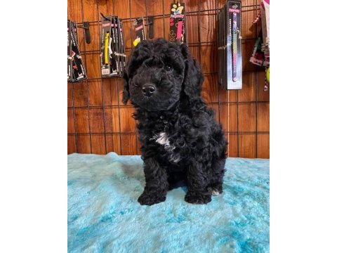 Toy poodle bebeklerimiz