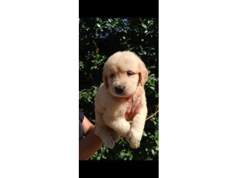 Bal köpüğü golden yavrular