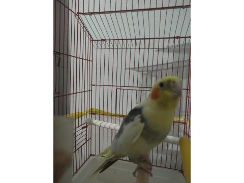 Sultan papağanı bir buçuk yaşında