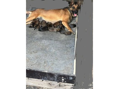 A kalite belçika malinois yavrular