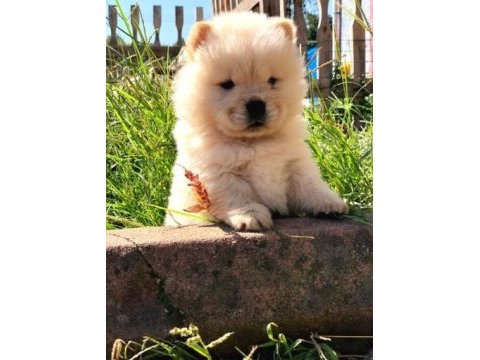 Irk ve sağlık garantili chow chow
