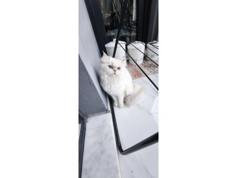 Uysal sevimli british shorthair kedimize yuva arıyoruz