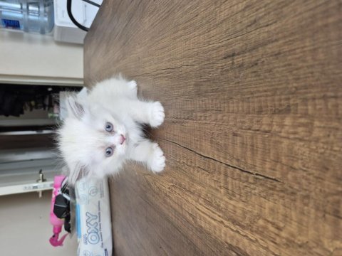 Yavru dişi british longhair