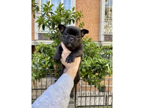 Birbirinden sevimli ve oyuncu french bulldog yavrularımız
