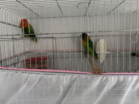 Çift takım cennet papağanı
