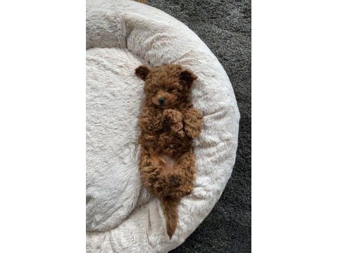 Bebiş köpeklerimiz