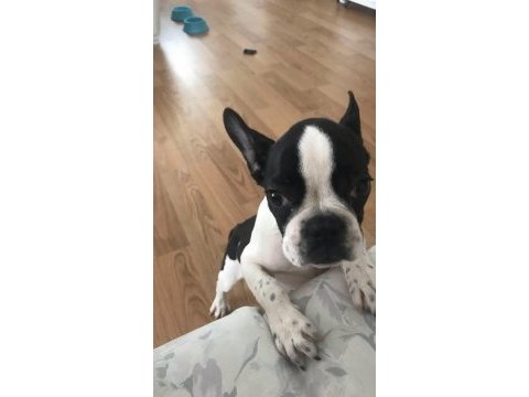 French bulldog köpeğimiz