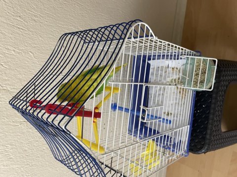 Evinizin neşesi muhabbet kuşu tatlı sarı