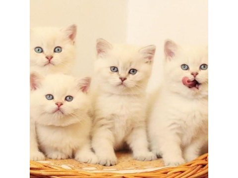 British shorthair yavruları