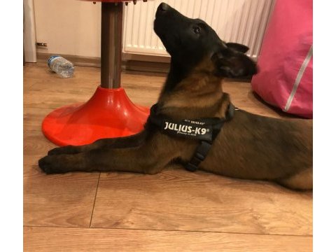 Safkan ırk garantili malinoisler
