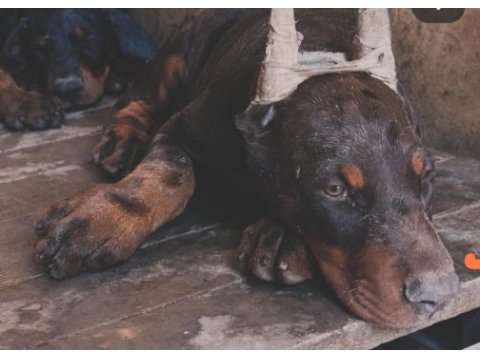 A scr üst düzey doberman