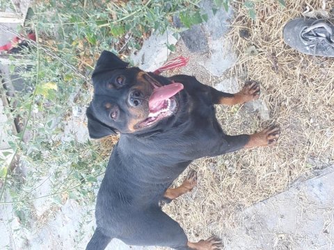 Dişi rottweiler