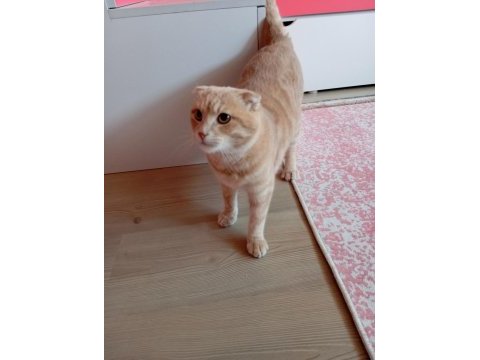 Scottish fold kırık kulak kedimiz yeni yuvasını arıyor