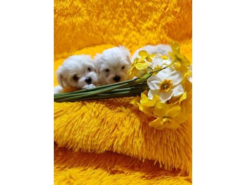 Maltese terrier adrese teslim, kapıda ödeme yapabilirsiniz