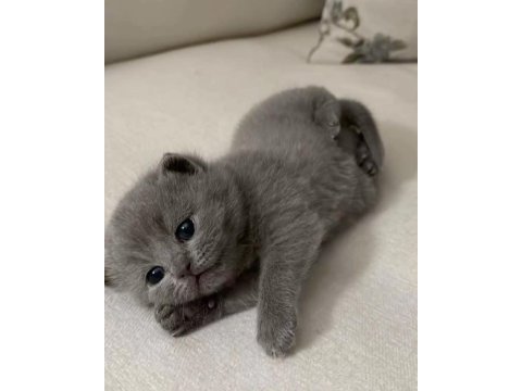 Scottish fold yavru çeşitler mevcuttur