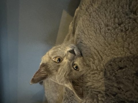 Sahiplendirilecek british shorthair