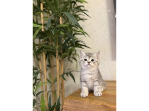 Irk ve sağlık garantili brıtısh shorthair yavrularım 