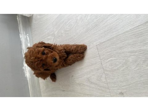 Anne altından toy poodle yavrumuz