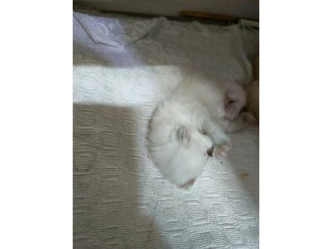 Bebek yavru kedilerimiz