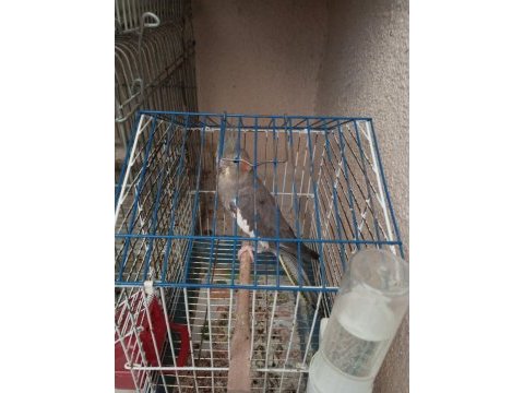 Grey dişi sultan papağanı