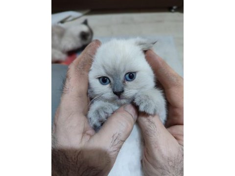 27 mart doğumlu scottish fold yalova merkez