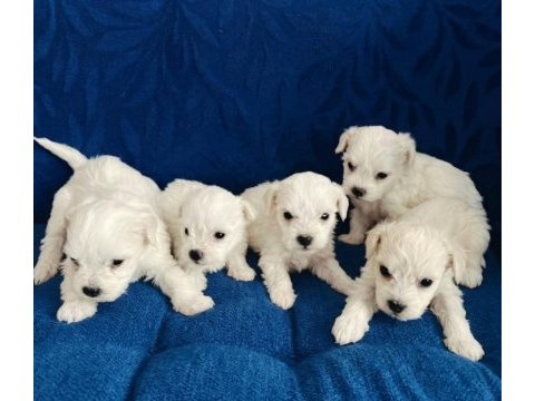 Minyatür maltese köpekler