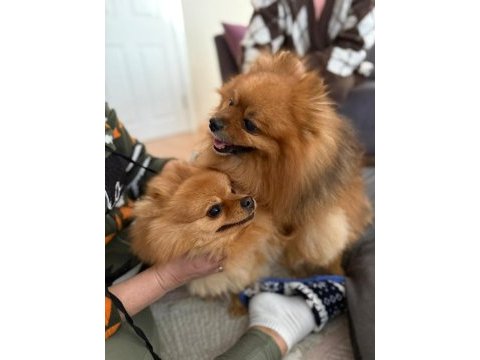 Pomeranian yavrumuz
