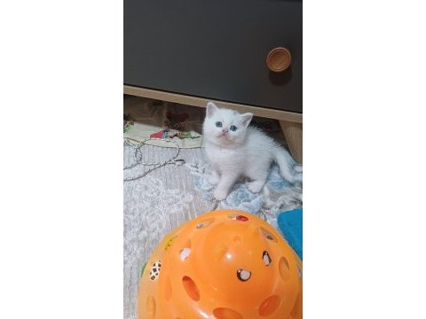 British shorthair minnoşum