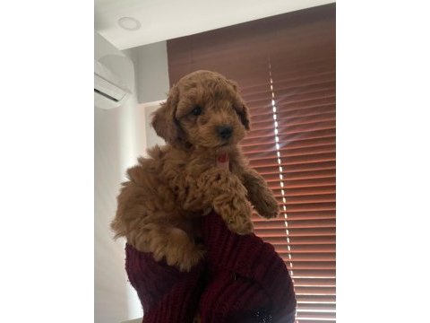 Ankara'da uygun toy poodle kendi bebeklerimiz