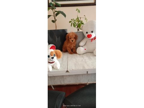 Kore ayarı dişi minyatür poodle