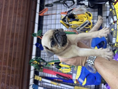 Buruşuk surat pug köpeğimiz rıfkı