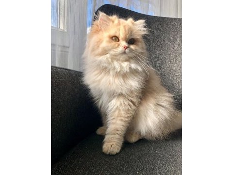 Cy11 scr li dişi british longhair değerini bilen yazsın!
