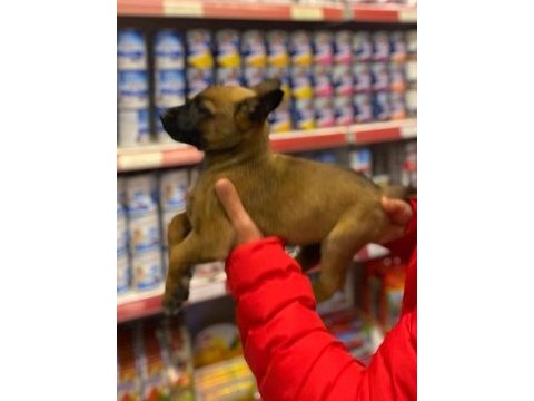Safkan malinois yavruları