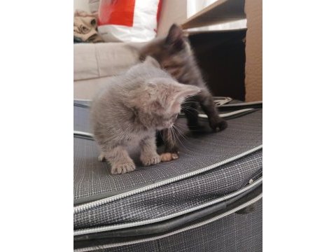 Yavru kedilere yuva aranıyor