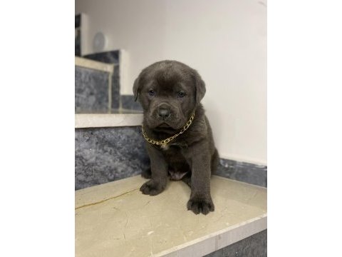 Basık burun cane corso bebekler