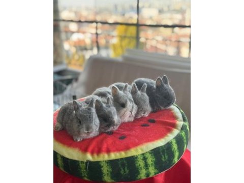 Cüce ve lop ırkı tavşan
