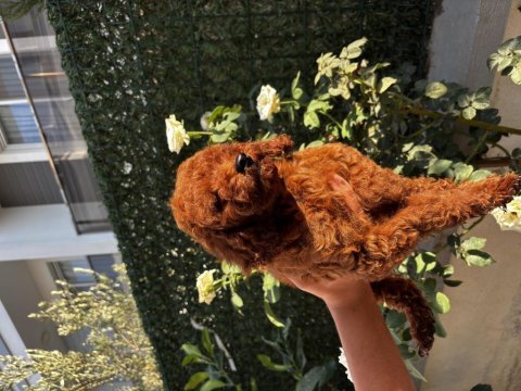Sağlıklı ırk garantili erkek yavru poodle