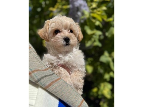 Maltipoo yavrularımız