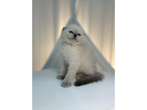 Irk ve sağlık garantili scottish fold yavrularımız