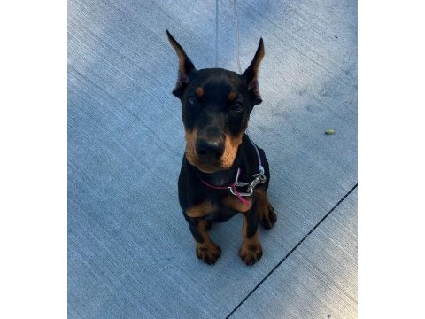 Heybetli estetikli doberman sağlık ve ırk garantili doberman