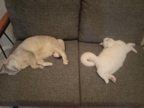 Yavru british shorthair 5 aylık