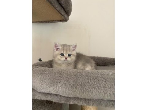 Ay11 erkek ayı kafa british shorthair