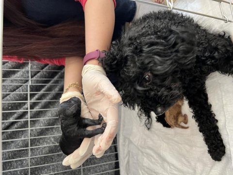 Toy poodle yavru