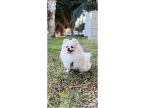 2 yaşında orjinal pomeranian boo
