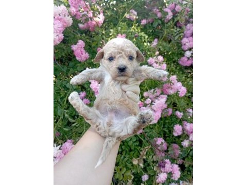 Apricot poodle yavrularımız 60 günlük