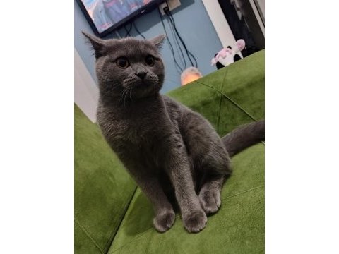 Sahiplendirme british shorthair