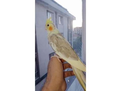 Güzeller güzeli bebek bebeği kuşlar