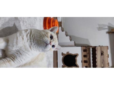 Red point british shorthair