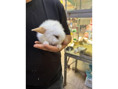 Hollanda lop ve cüce tavşanım gelmiştir